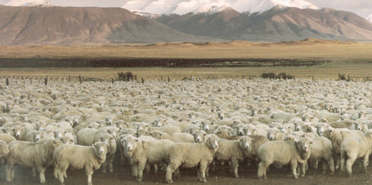 VOKJJ Fabric Insight｜Wool Suiting Fabric: Pros and Cons for Wholesale Buyers